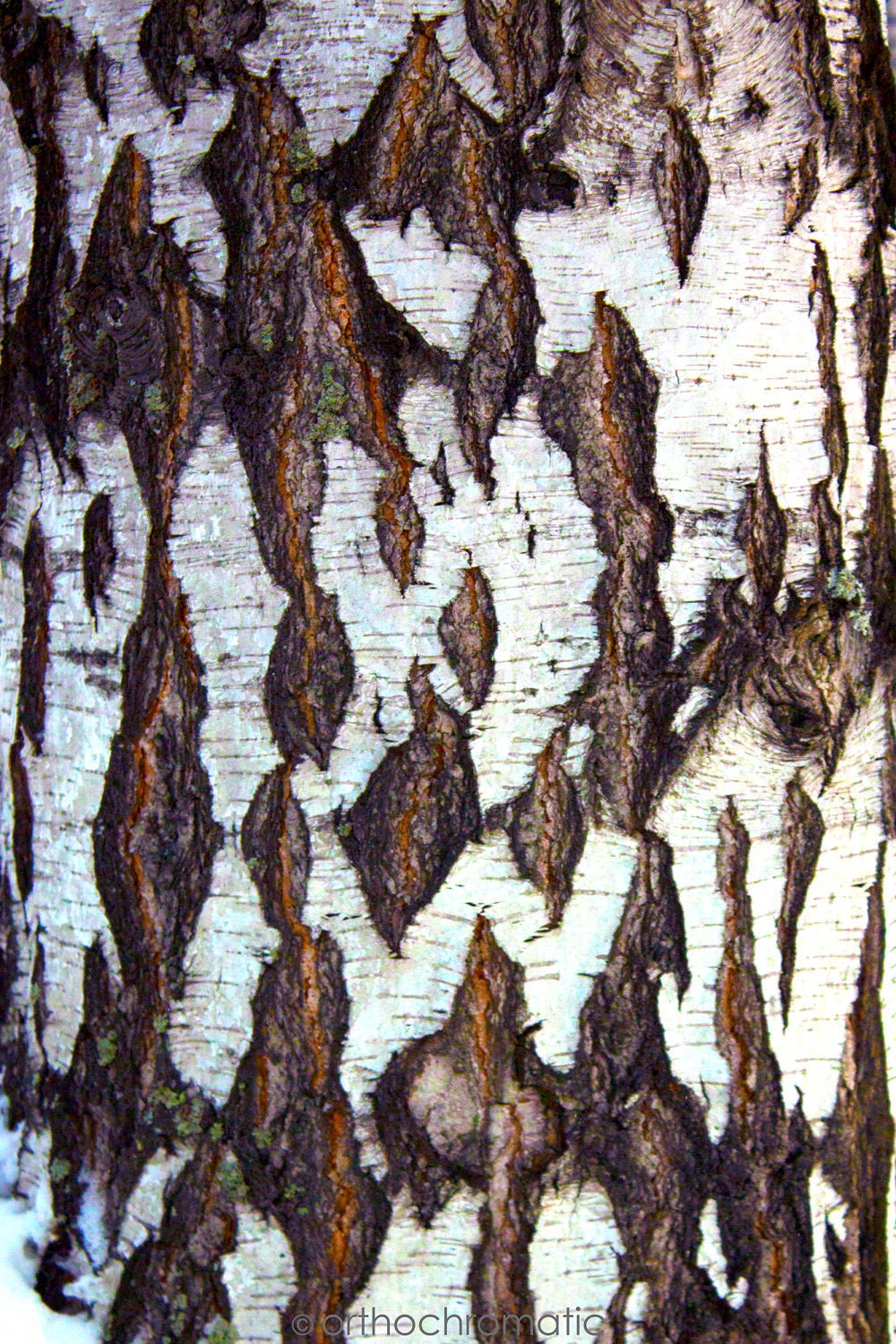 SALE: SAVE 50% - Silver Birch Diamonds - 7x5" Lustre Premium Fine Art Nature Photo Print - Affordable Artwork Decor