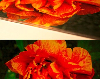 Custom Acrylic Print - Mottled Tulip - 6x4" Premium Limited Edition Luxury Media Fine Art Landscape Photo Print
