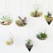 Hand blown glass bubble/globe hanging terrarium airplant arrangement eco indoor apartment gardening ecosystem