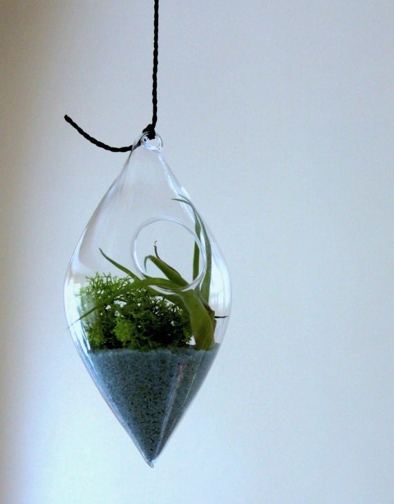 uk seller: Hanging teardrop shaped glass bottle garden terrarium kit with airplant make your own micro cultures and plant flower arangement