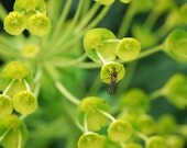 Pollination 8x10 Fine Art Print