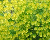 Yellow Flowers 8x10 Fine Art Print