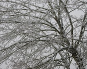 Frozen Tree 8x10 Fine Art Print