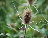Thistle 8x10 Fine Art Print