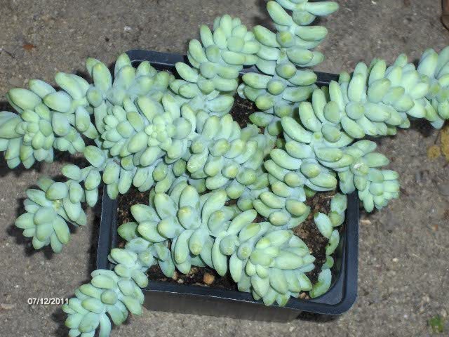 Succulent Plant Sedum Donkey Tails