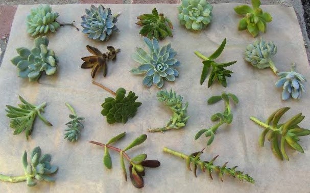 Succulent Cuttings - A Collection of 36 Succulent Cuttings Perfect for Starting a Garden, Centerpieces, Wedding Favors