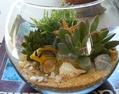 Succulent Terrarium - Succulent Tabletop, Wedding Centerpiece, Special Events Centerpiece, Succulent Planter, Succulent Garden