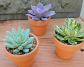Succulent Wedding Favor, Succulent Bridal Shower Favor, Rustic Wedding Favor, Mini Terra Cotta Favor, Garden Party Favor, Fundraising Event
