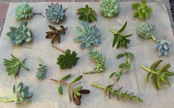 Succulent Cuttings - A Collection of 36 Succulent Cuttings Perfect for Starting a Garden, Centerpieces, Wedding Favors