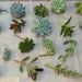 Special Listing for Lily 40 2- 21/2" Succulent Cuttings - A Collection of 40 Succulent Cuttings Perfect for Favors