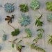 Succulent Cuttings - A Collection of 36 Succulent Cuttings Perfect for Starting a Garden, Centerpieces, Wedding Favors