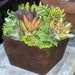 Succulent  Centerpiece, Succulent Garden, Succulent Tabletop - Succulent Fall  Wedding Table Decor Fall Centerpiece, Rustic Wedding