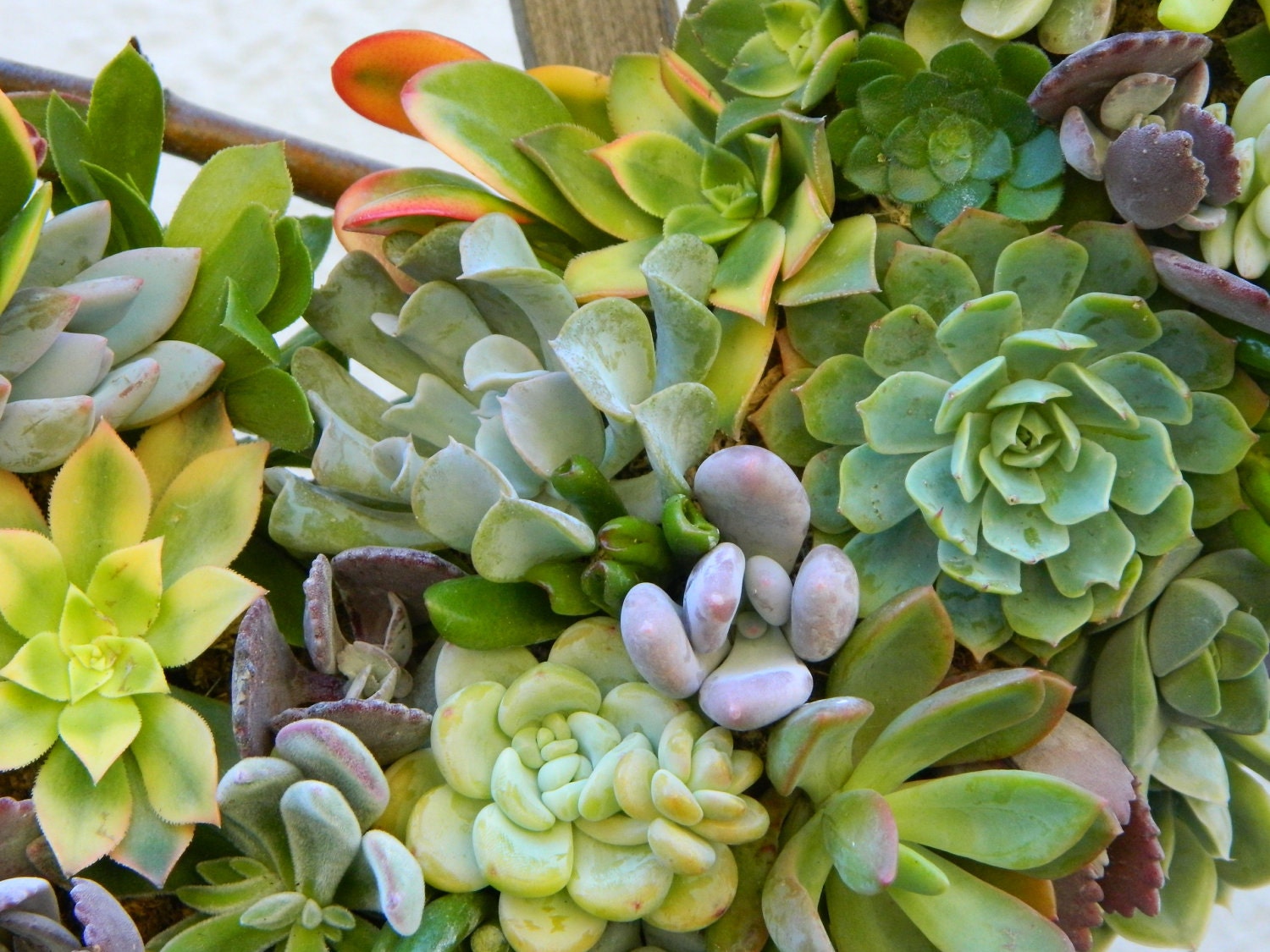 Succulent Wreath, Heart Shaped Succulent Wreath, Wedding, Wedding Decor, Wedding Table, Housewarming Gift