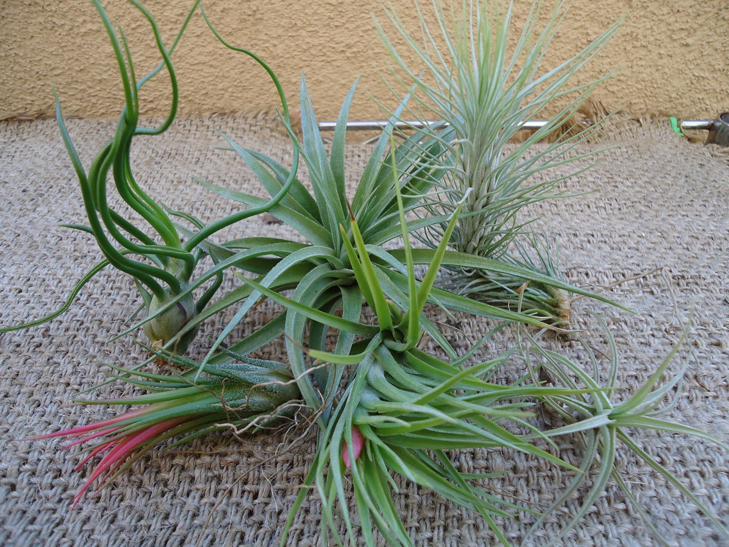 6 Pack Assorted Tillandsia 3-6" Perfect  Airplants for Orbs
