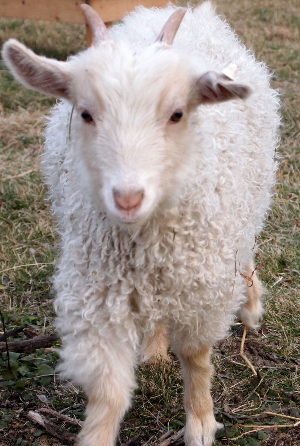Organic Sweet Orange Citrus Goat Milk Soap from Hand Milked Goats that Graze on Certified Organic Pasture.