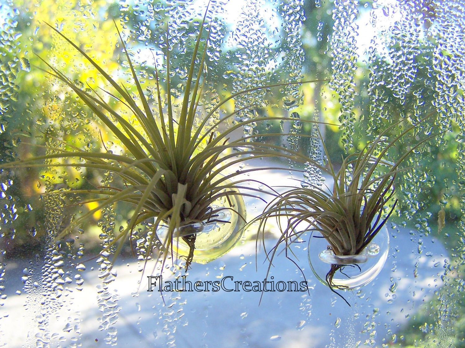 Air Plant tillandsia on suction cup