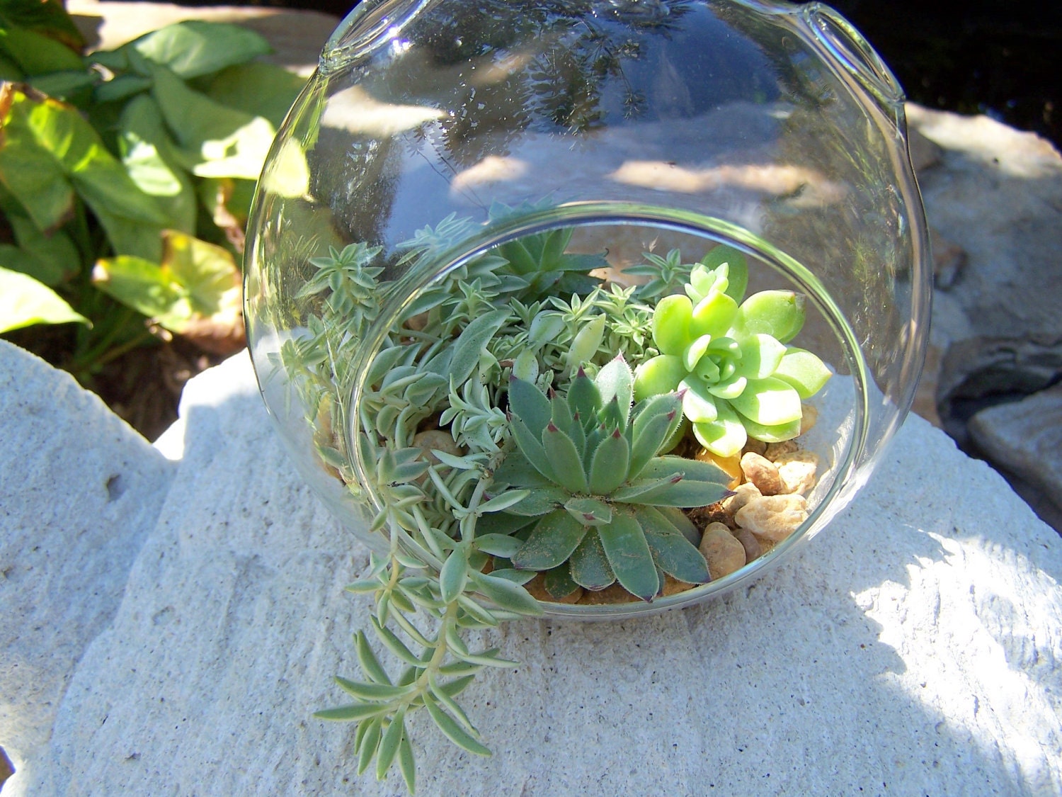 Hanging Terrarium with Succulents DIY Medium size Glass globe Wedding Centerpieces A