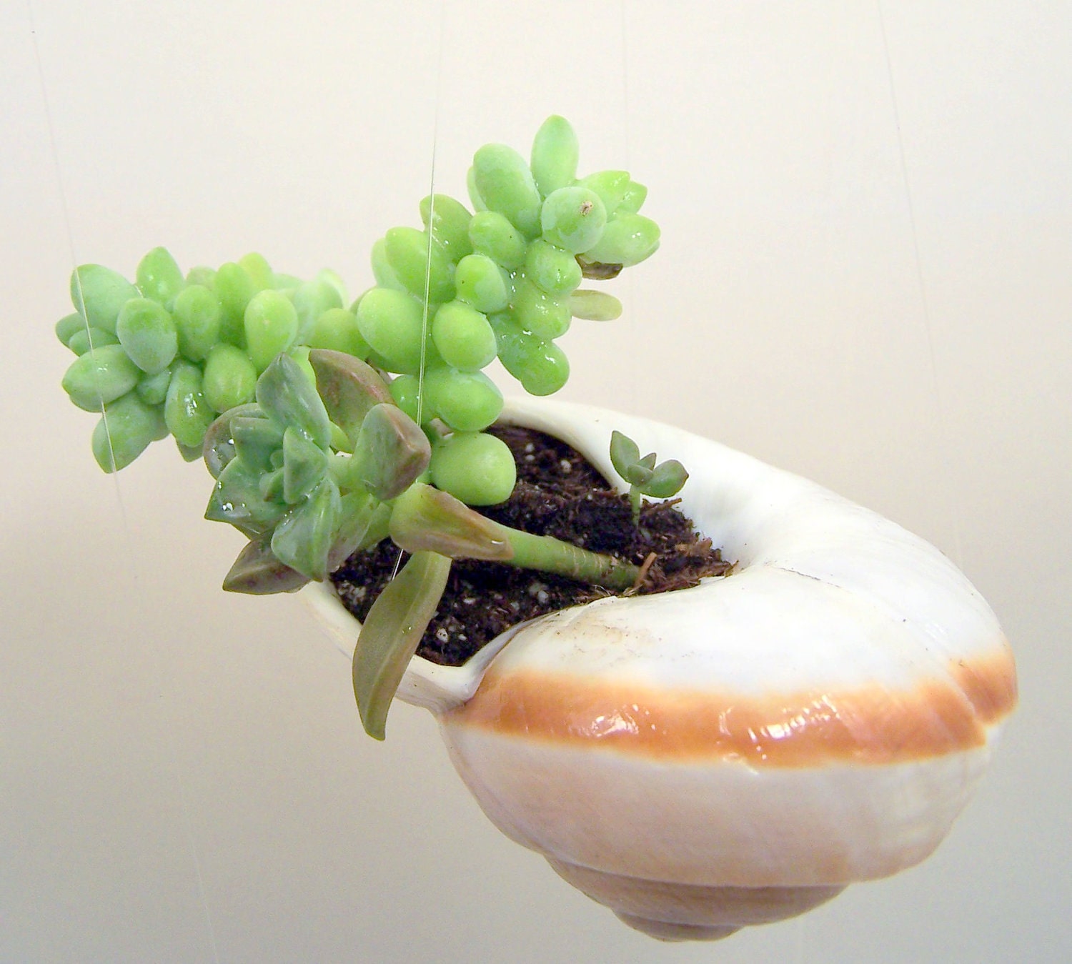 Hanging Shell with Succulent Plants DIY Vertical Gardening