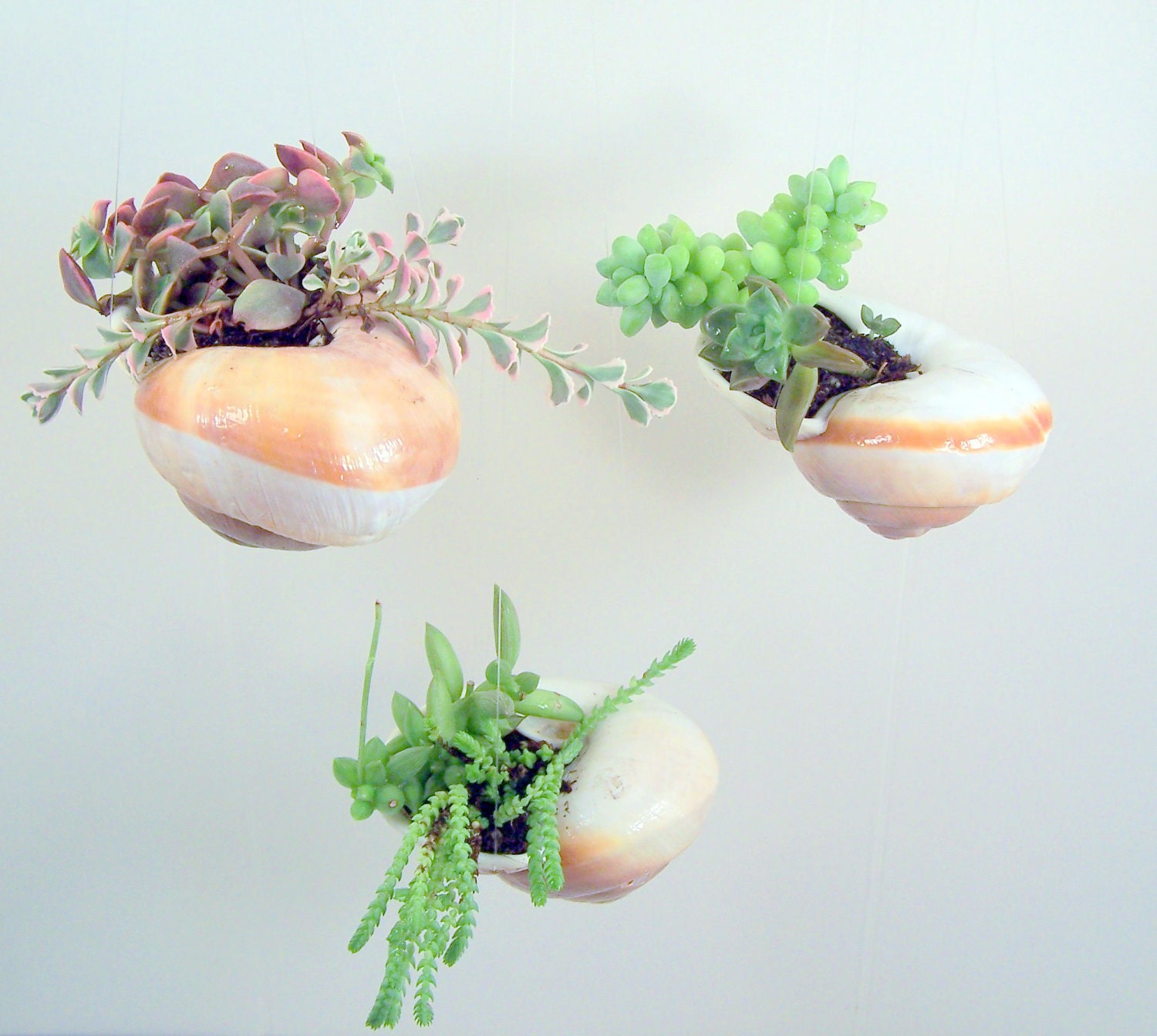 Hanging Shell with Succulent Plants DIY Vertical Gardening