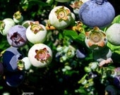 blueberries - 5x5 photographic print - fresh ripe fruit, food photography, nature photography, blueberry, blue,  fruit art, organic food