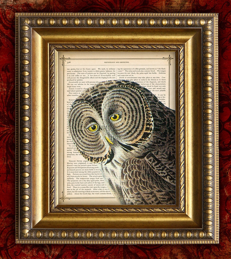 GREAT GRAY OWL Color Vintage Art Print 8x10 on Antique 1881 Book Page or 1897 Dictionary Page