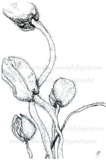 Black and White Poppy Pod Drawing - ACEO - Fine Art Print - Botanical Aceo - Miniature Artwork
