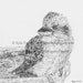Print, Kookaburra, Baby Bird, Pencil Drawing, 4 x 4 Giclee Art Print, Native Australian Bird, Baby Bird, from Original Award Winning Drawing