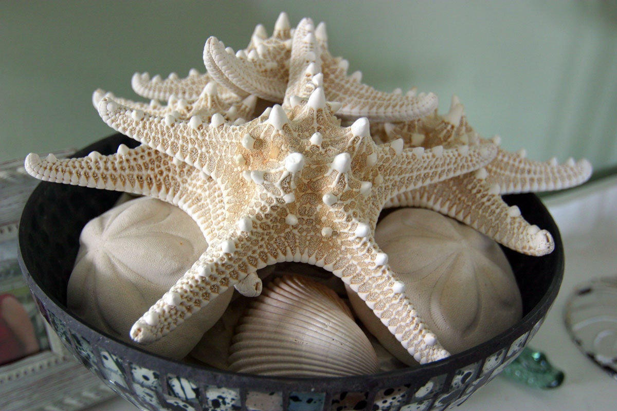 Big Bowl, White Starfish, Shells, Ocean, Coastal, Seafoam Background, Beach, Original Signed Print by Photographer, Guy Pushée