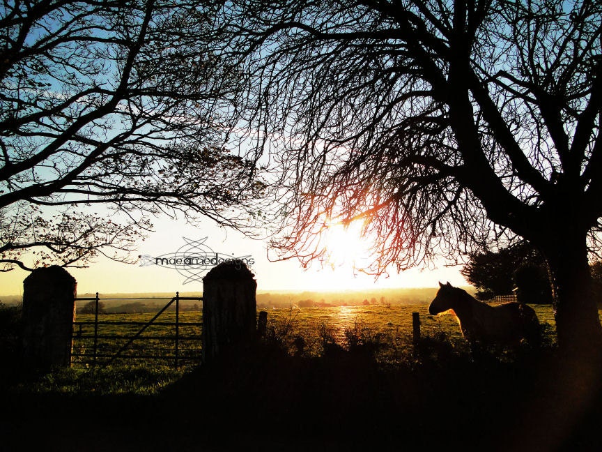 Horse - Fine Art - Art Print - Sunshine - Autumn - Ireland - Wall Decor - 12x10