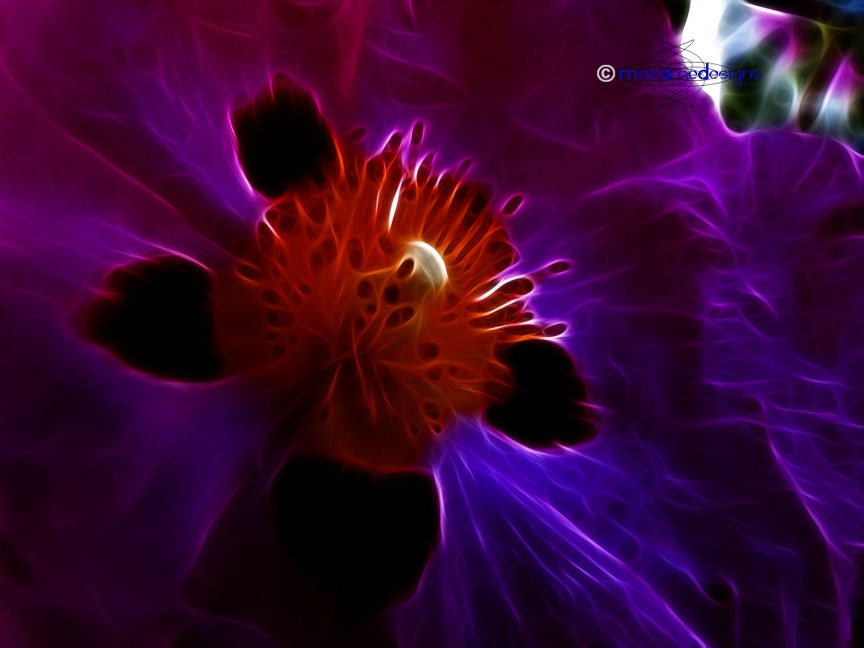 Flower on Fire Surreal Magical Purple Pink Prices start at 7EUR Limited Edition