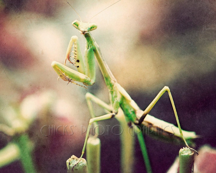 Praying Mantis Photo Print, Fine Art, Smiling, Staring, Green, Yellow, Red