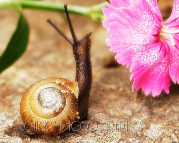 Snail Photography 2, on Brown Stone, Pink Flower, Green Leaves, 8x10, Fine Art Photo Print, one of 3, Three