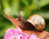 Snail Photography 1, on Brown Leaf, Pink Flower, Green Leaves, 8x10, Fine Art Photo Print, one of 3, Three