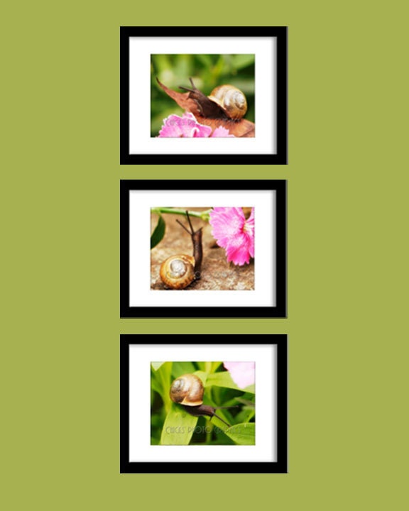 Snail Photography Set of 3, on Brown Leaf, on Brown Stone, on Green Leaf, 8x10, Fine Art Photo Print, Three