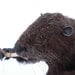 Beaver