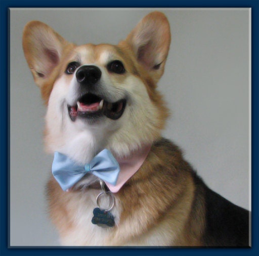 Pet Wedding Custom Color Bow Tie with a Custom Color Shirt Collar for a Cat or a Dog