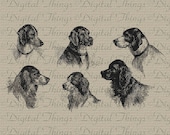 Digital Download for Iron on Transfer Dogs English Pointer Irish Setter Hunting Dog Tea Towel Fabric Pillows DT930