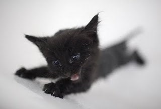 Greeting Cards - Set of Two 5 x 7 Unhappy Kitten in the Bath