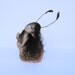 One of a kind Snails for Victoria...please do not purchase unless you are Victoria