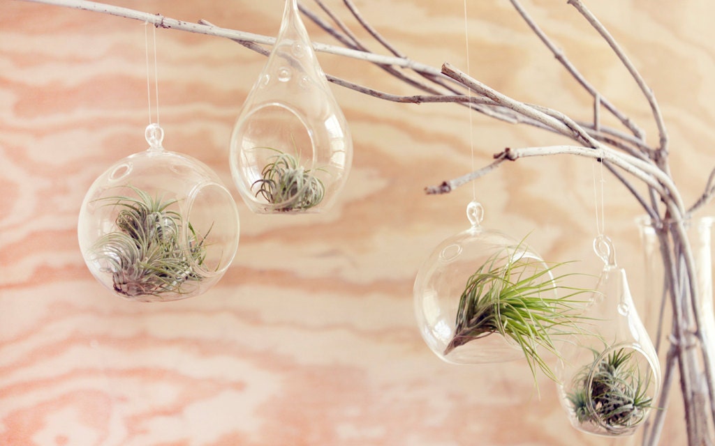 sphere shaped glass hanging terrarium, desk garden, DIY