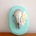 Glitter skull with cream wall mount. 3D art, skull with flowers in it's eye.
