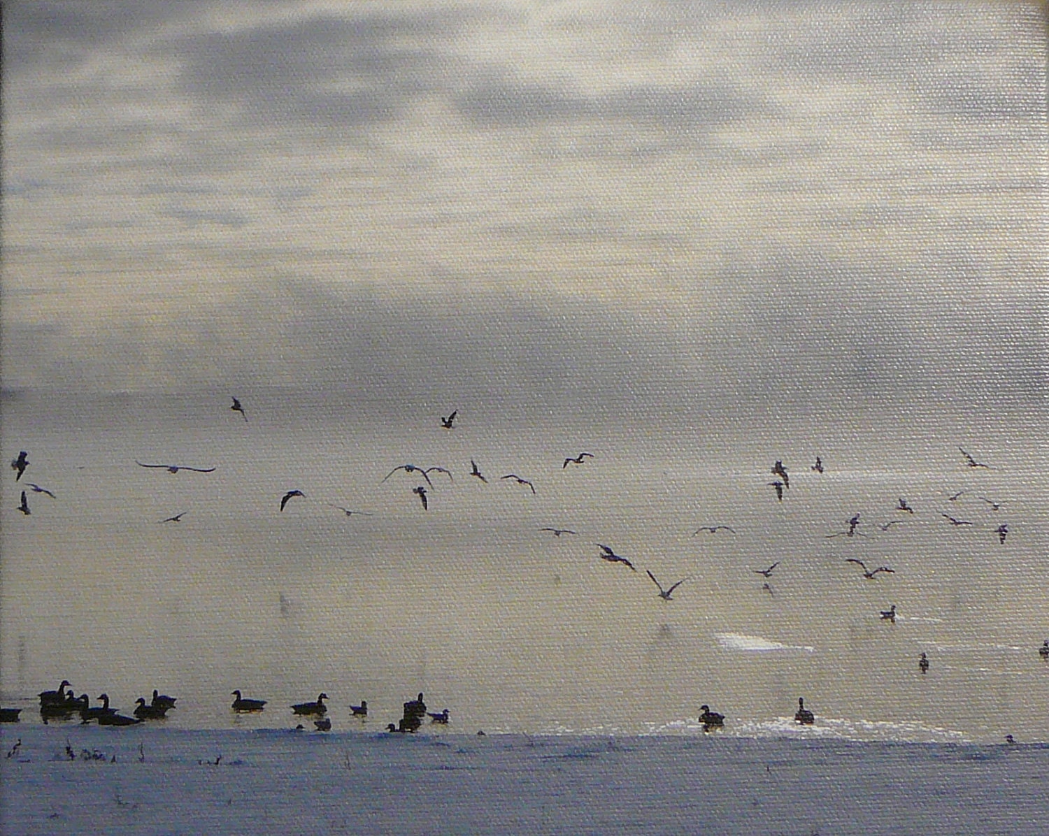 SALE: Art Canvas Print  Geese on Cloudy Lake 8 x 10