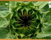 Sunflower close up, Art, Photography,  Note card, layered mats