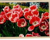 Tulip Card, Fine Art, Photograph taken at Disney World