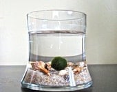 SALE Japanese Marimo Pet Moss Ball Aquarium / Cute Aquarium Plant Habitat