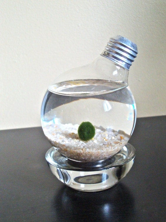 Marimo Moss Ball in a Repurposed Light Bulb / Lightbulb Aqua Terrarium