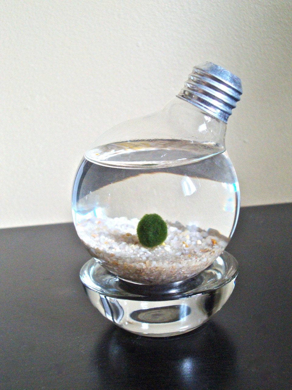 Marimo Moss Ball in a Repurposed Light Bulb / Lightbulb Aqua Terrarium