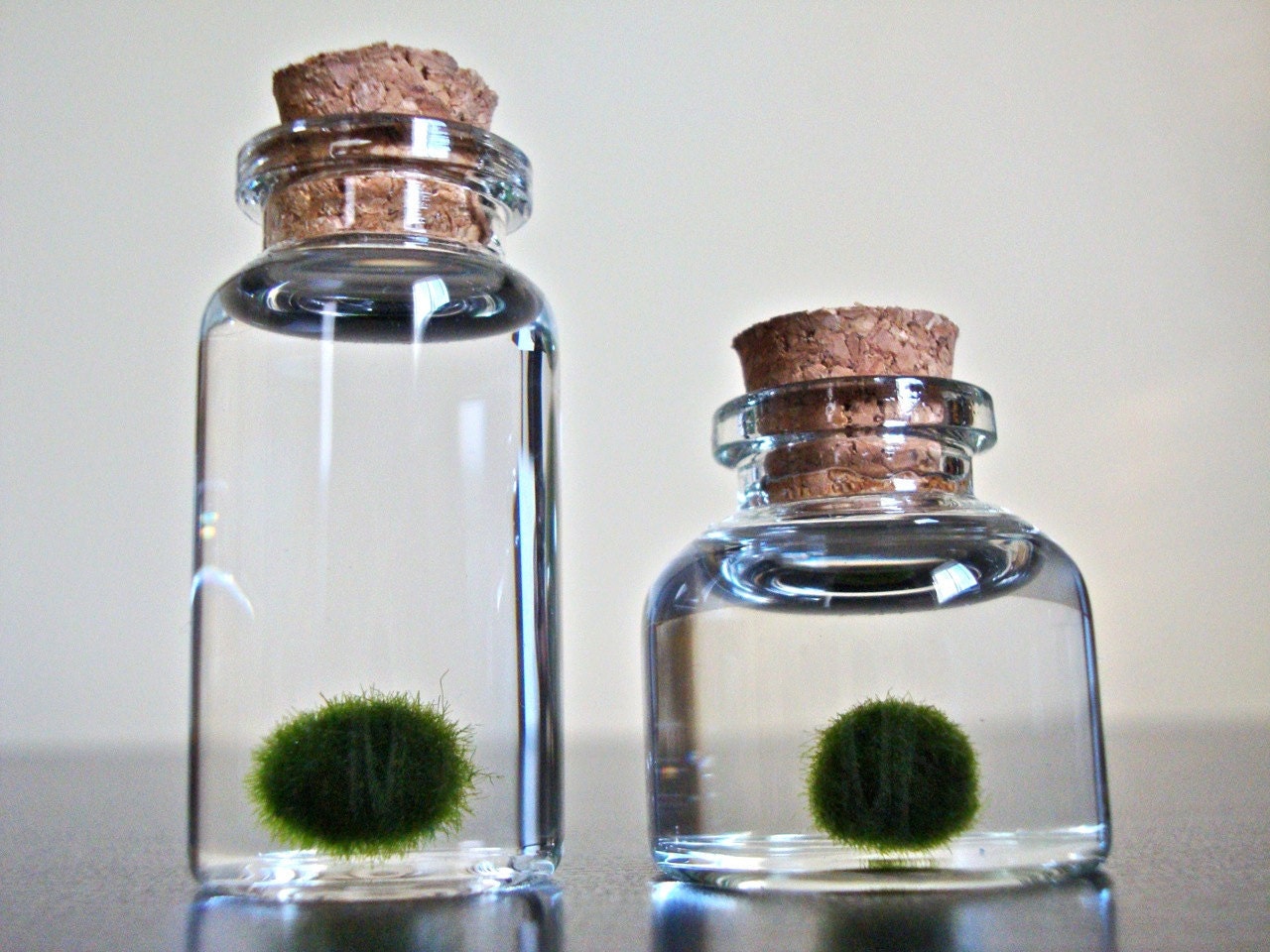 A Family of Three Assorted Sizes of Miniature Marimo Moss Ball Bottles