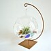 Hanging Glass Globe Air Plant Terrarium with Gold Painted Stand