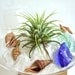 Hanging Glass Globe Air Plant Terrarium with Gold Painted Stand